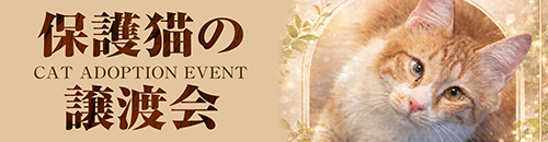 保護猫譲渡会のお知らせ